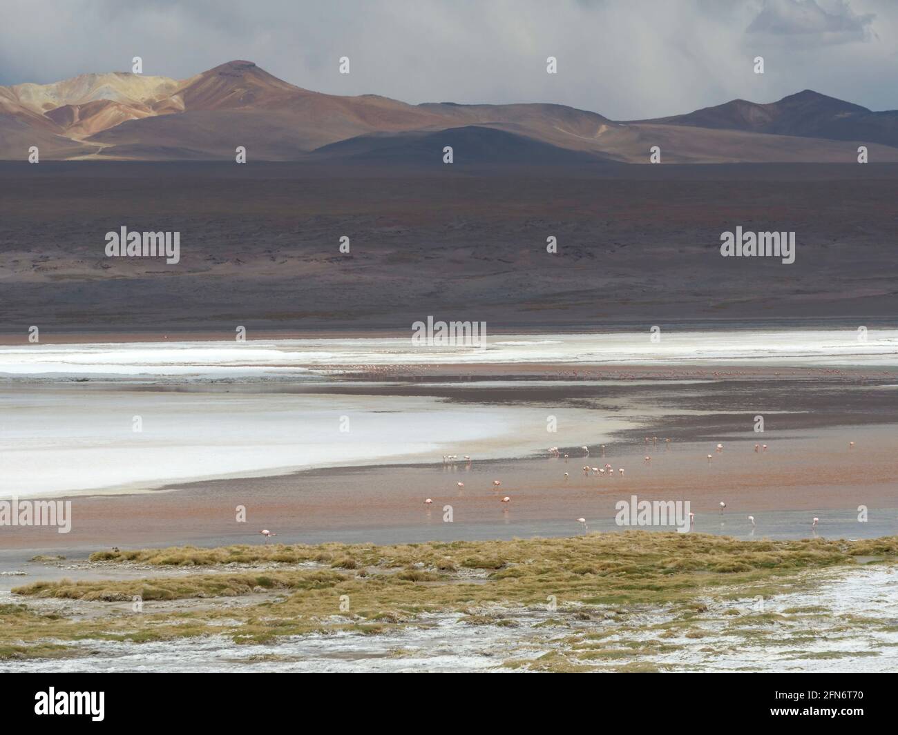 Flamingos at Laguna Colorado, Bolivia Stock Photo