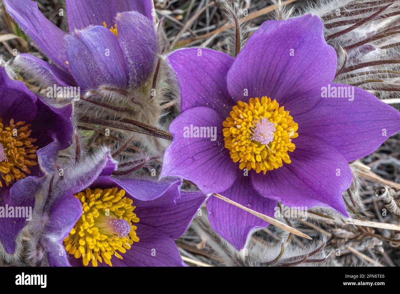 Front on and side profile of bunch of crocus, pasque purple flower in bloom during springtime in sub arctic Canada. Stock Photo