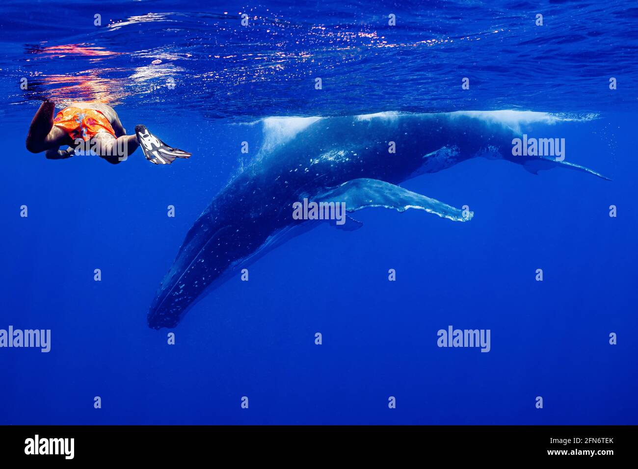 Humpback whale underwater diver hi-res stock photography and images - Alamy