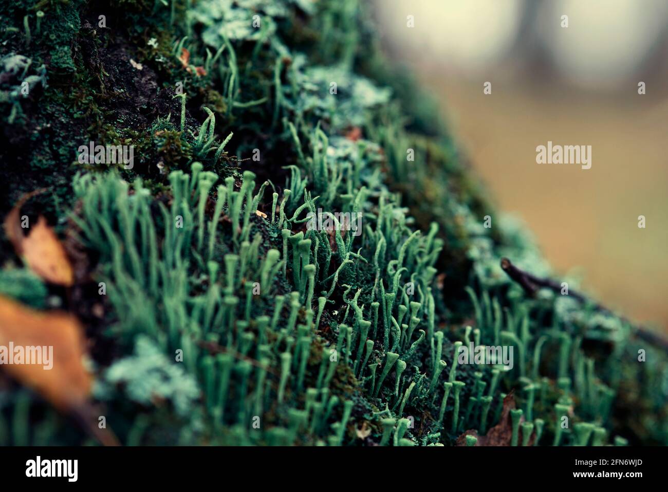 Lichen cladonia coniocraea and moss on tree bark in autumn forest. Stock Photo