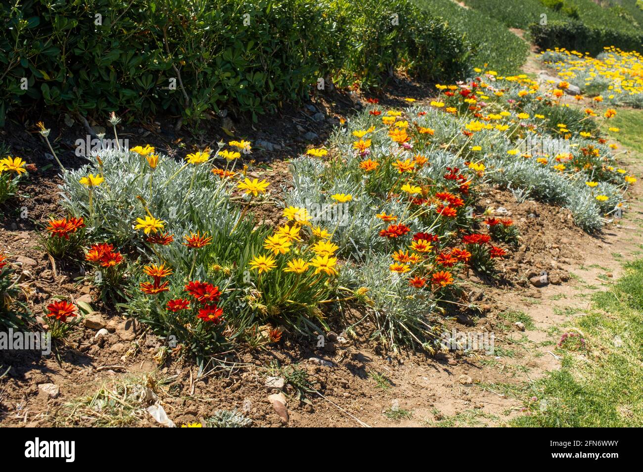 multicolored flowerbed in flowers red, yellow, orange ,meadow .Perennial garden Stock Photo