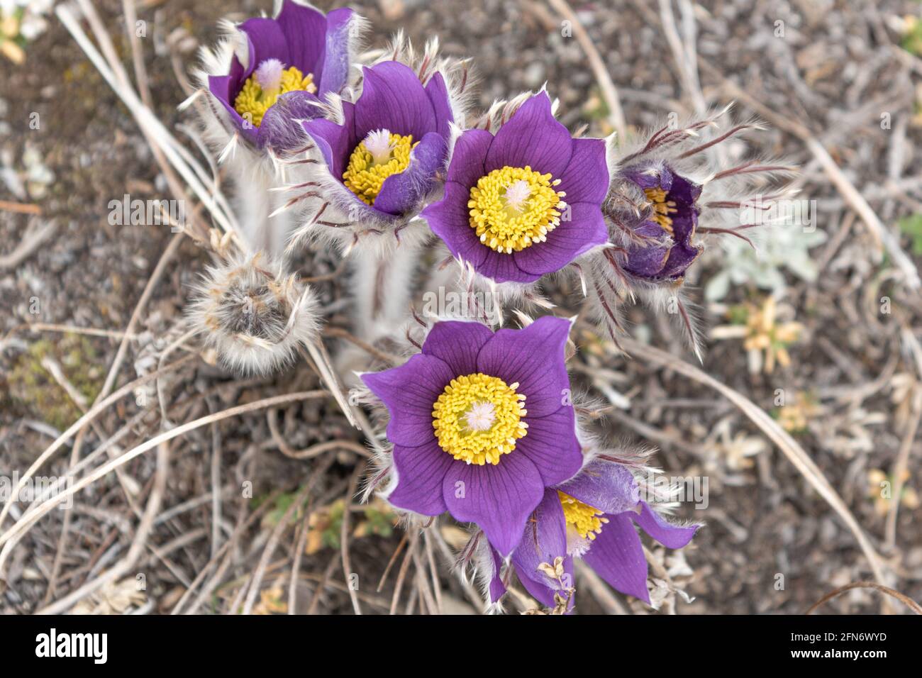 Front on and side profile of bunch of crocus, pasque purple flower in bloom during springtime in sub arctic Canada. Stock Photo