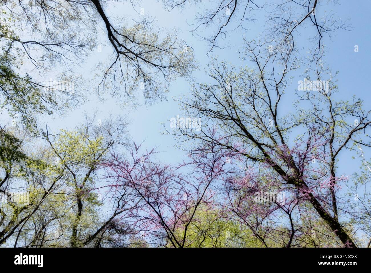 Trees Blooming in Central Park at Springtime, NYC, USA Stock Photo Alamy