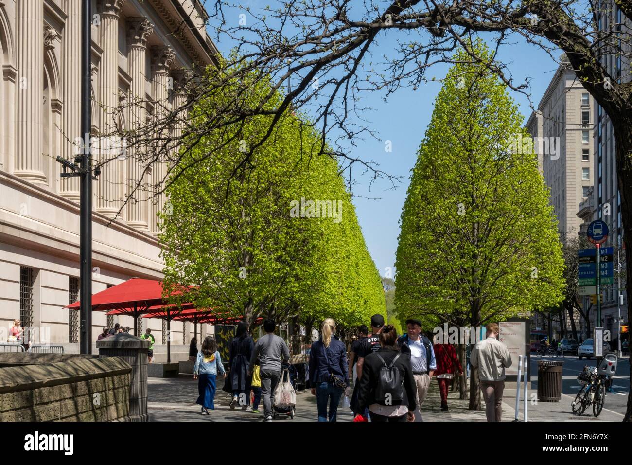 The London Plane trees are a light green in front of the Metropolitan Museum of Art during the springtime, New York City, USA Stock Photo