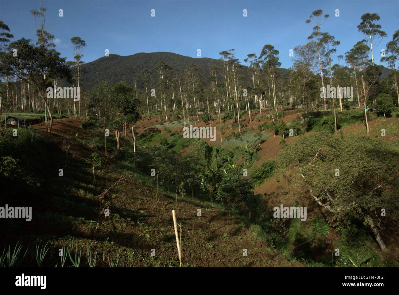 Agricultural fields operated by villagers and eucalyptus trees planted by Perhutani--government-owned enterprise on forestry--inside Mount Gede Pangrango National Park, West Java, Indonesia; photographed in a background of Mount Gede volcano in 2013 during a tree adoption program--a  part of reforestation project in the protected park. Stock Photo