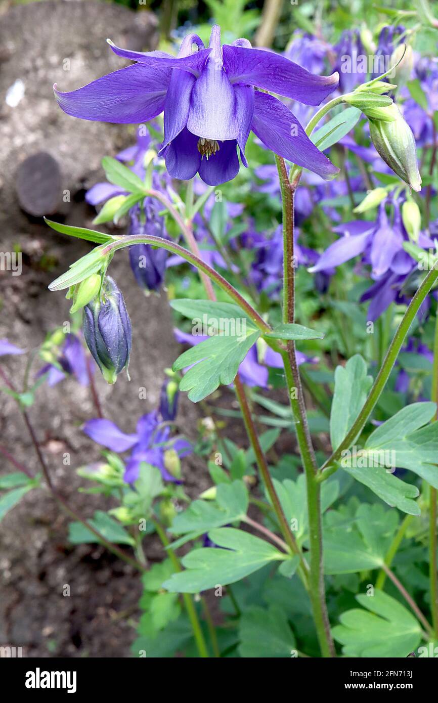 Aquilegia vulgaris ‘Blue Flamingo’ Columbine / Granny’s bonnet Blue Flamingo – deep blue flowers with flared sepals and short curled spurs,  May, UK Stock Photo