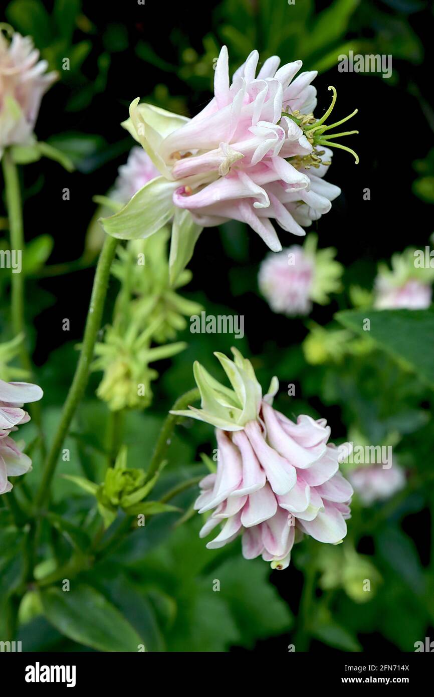 Aquilegia vulgaris ‘Winky Double Rose and White’ Columbine / Granny’s bonnet Double Rose and White – double pleat bell-shaped white and rose pink Stock Photo