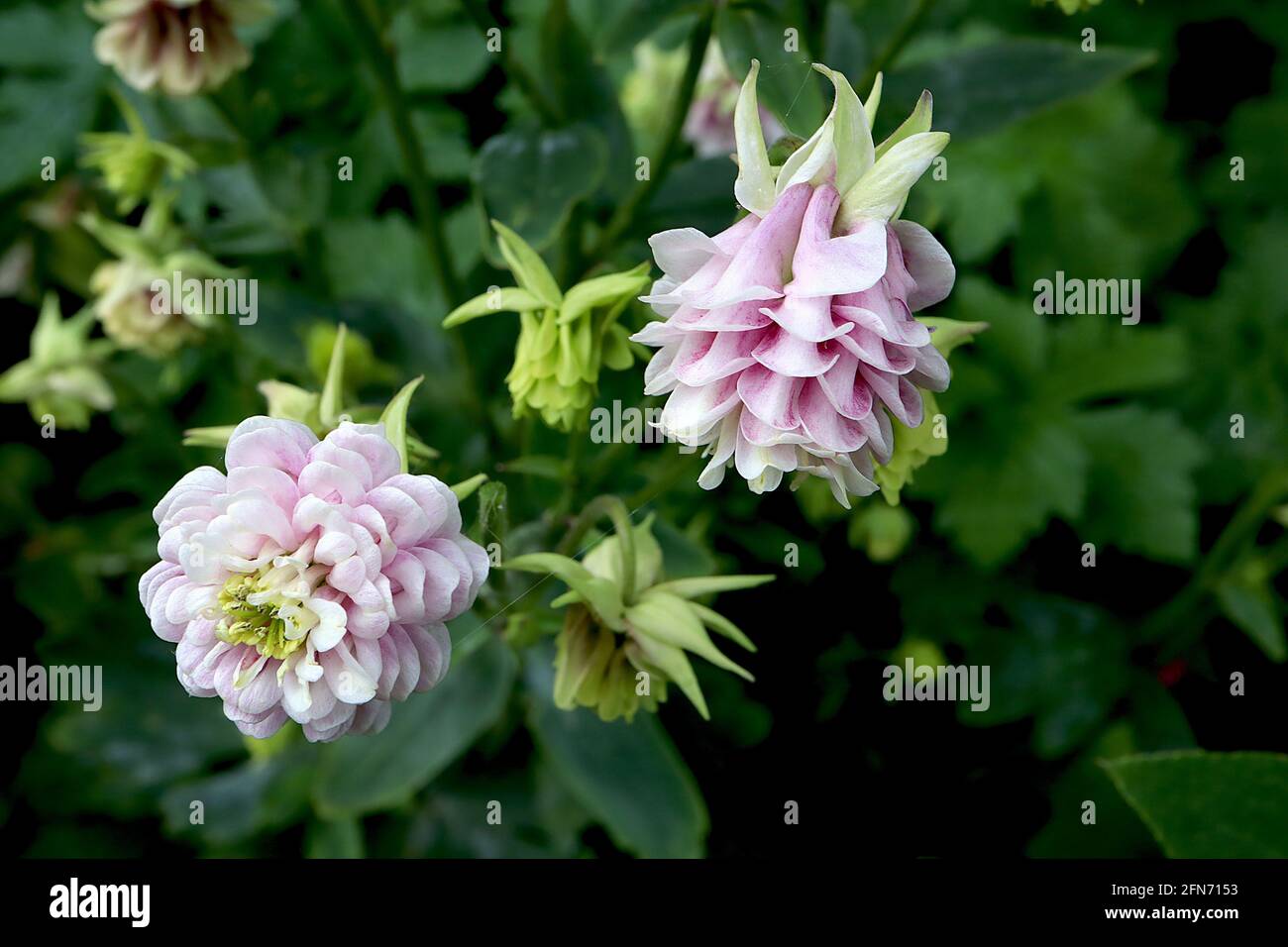 Aquilegia vulgaris ‘Winky Double Rose and White’ Columbine / Granny’s bonnet Double Rose and White – double pleat bell-shaped white and rose pink Stock Photo