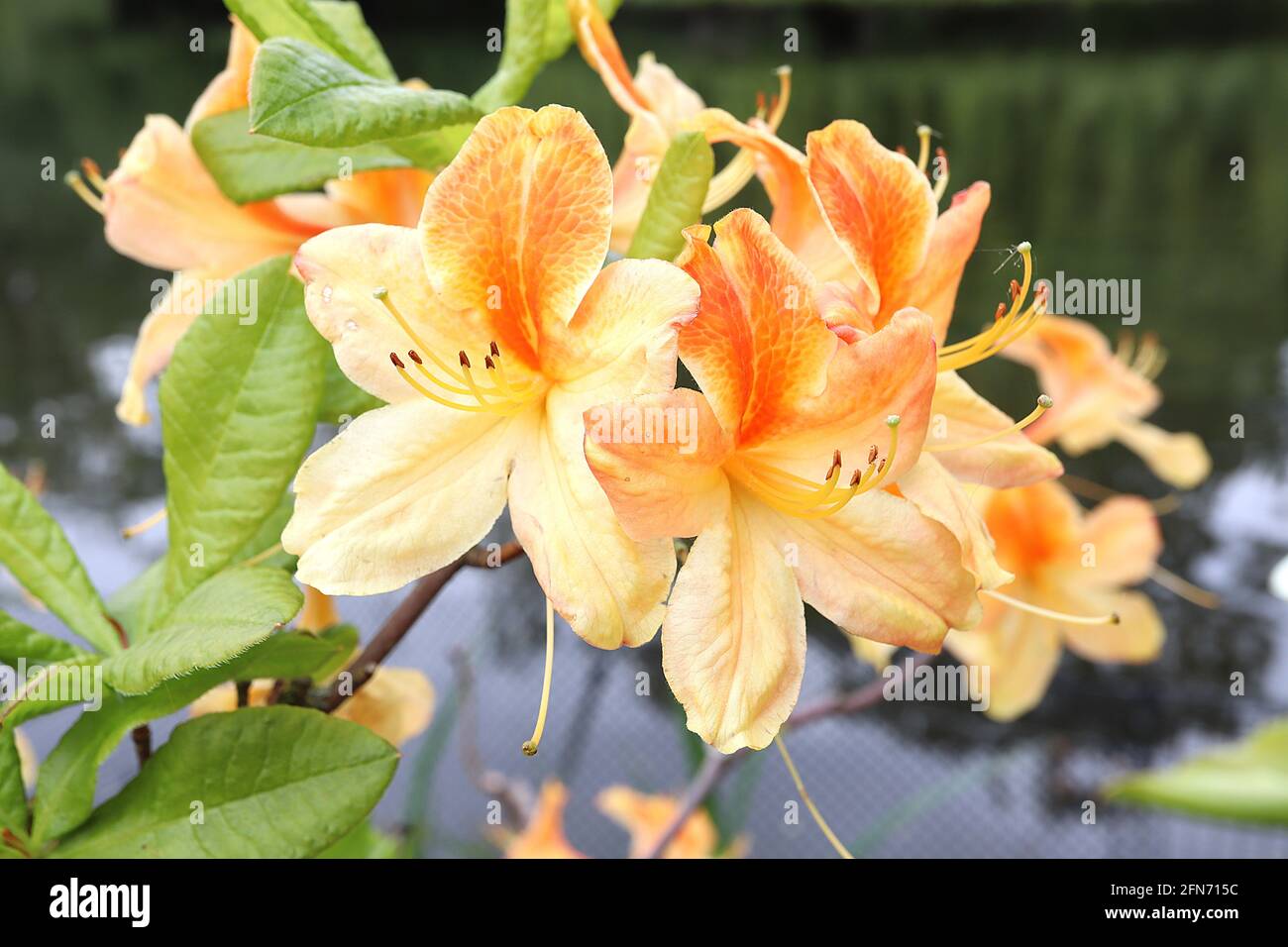 Azalea / Rhododendron ‘Golden Flare’ Yellow funnel-shaped flowers with orange blotch,  May, England, UK Stock Photo