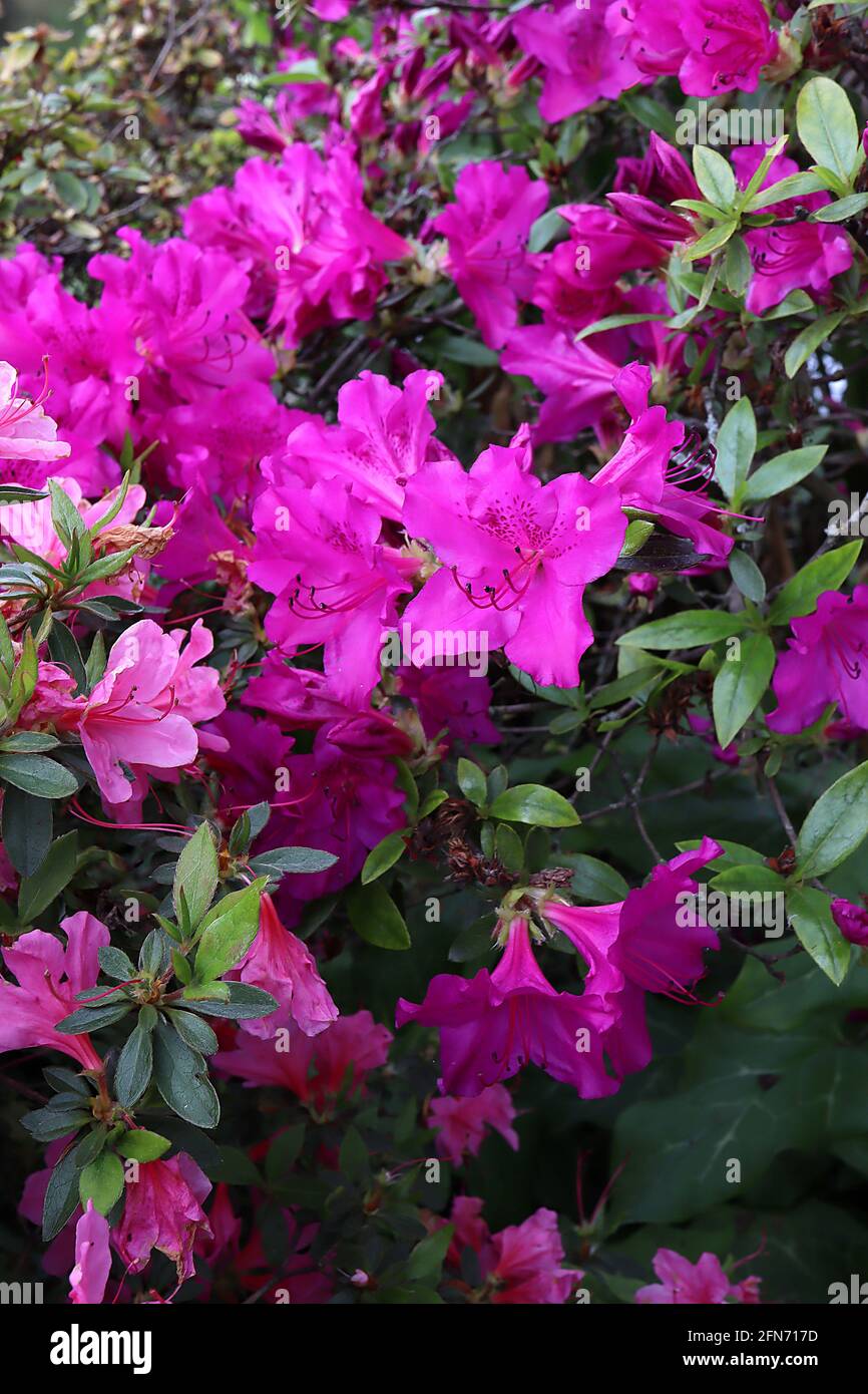 Violet azalea hi-res stock photography and images - Alamy