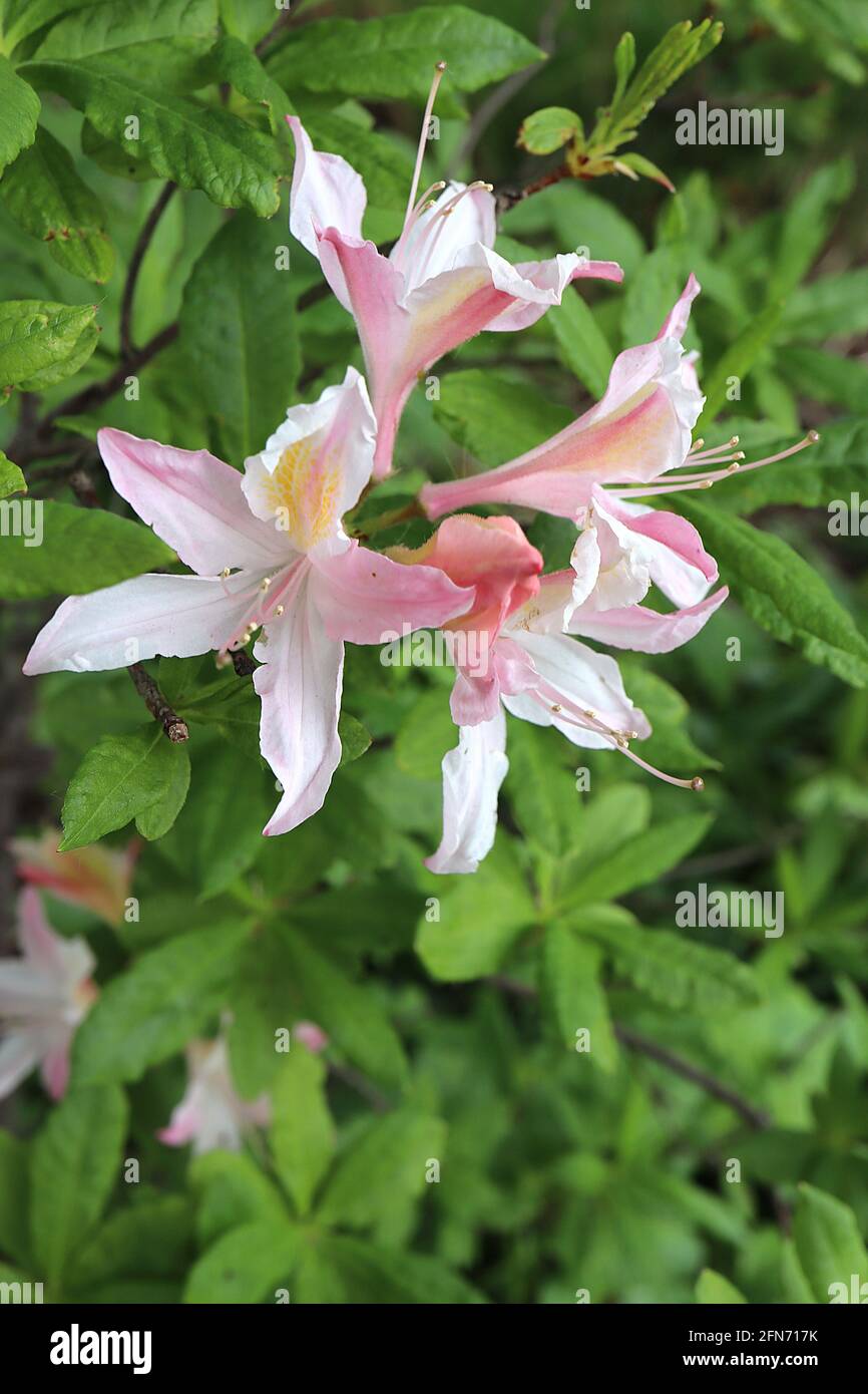 Azalea / Rhododendron ‘Summer Sorbet’ white funnel-shaped flowers tinged pink and yellow blotch,  May, England, UK Stock Photo