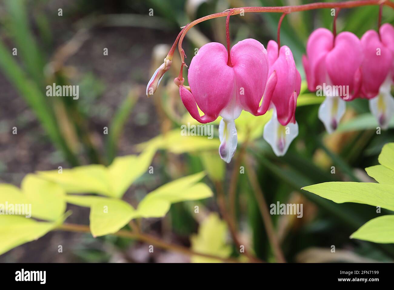 Heart Shaped Flowers High Resolution Stock Photography And Images Alamy