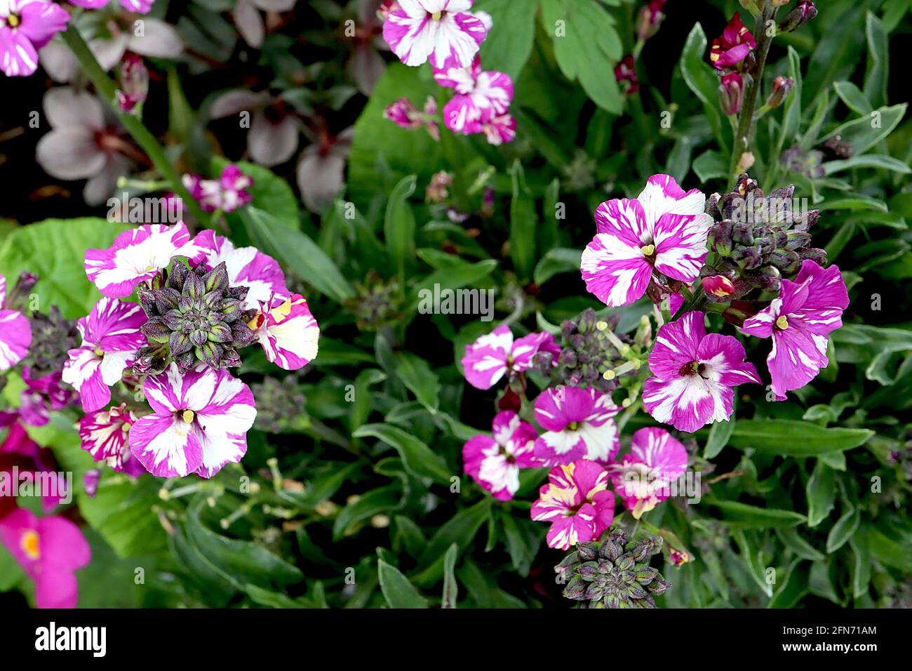 Erysimum cheiri ‘My Old Mum’  Wallflower My Old Mum – white flowers streaked with purple, May, England, UK Stock Photo
