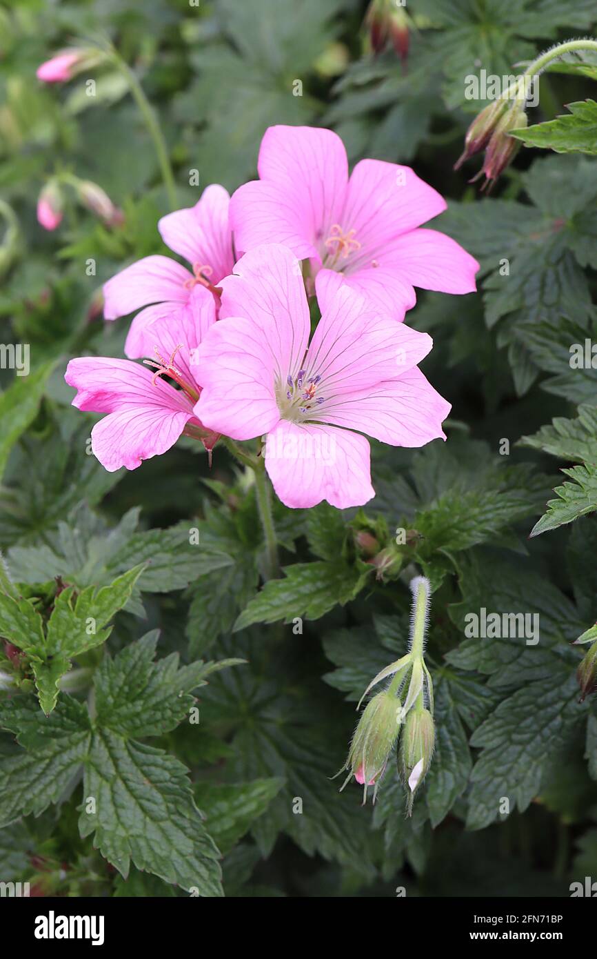 Geranium x oxonianum ‘Wargrave Pink’ cranesbill Wargrave Pink – shades ...