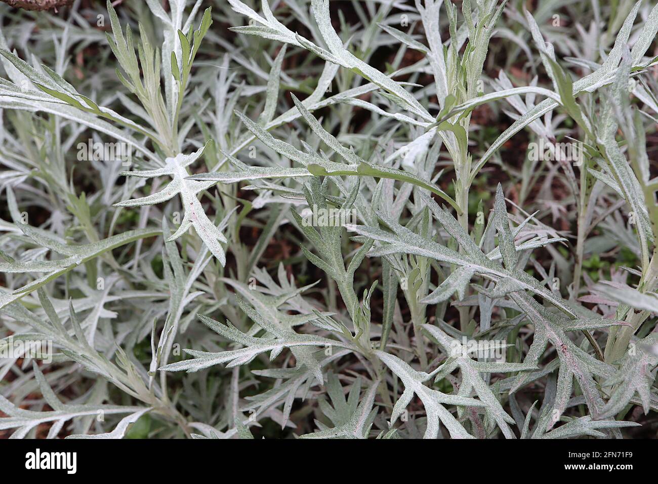 Lavandula x intermedia Dutch Group Dutch lavender Vera – narrow divided grey green leaves,  May, England, UK Stock Photo