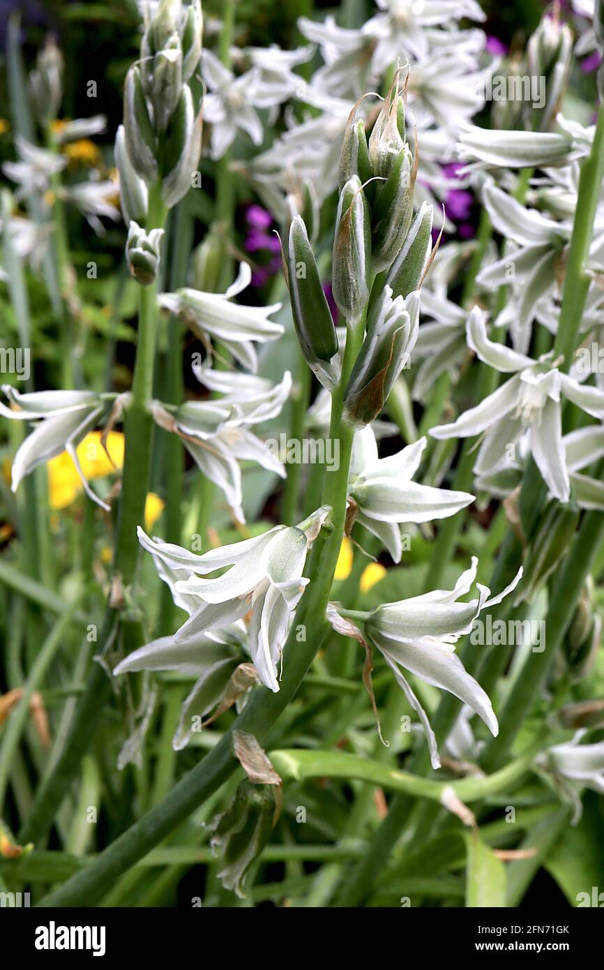 Ornithogalum umbellatum garden star-of-Bethlehem – loose flower spikes of white flowers with green petal backs,  May, England, UK Stock Photo