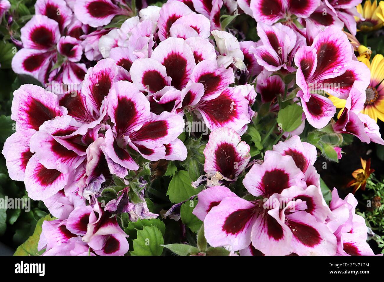 Pelargonium grandiflorum ‘Elegance Regal Patricia’  pelargonium Patricia – burgundy flowers with wide pale pink margins,  May, England, UK Stock Photo