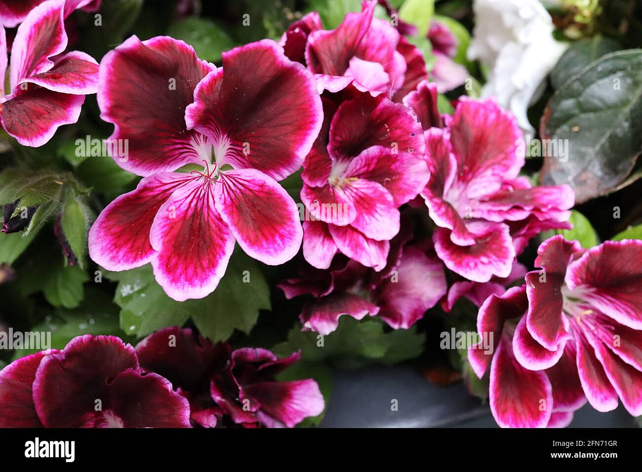 Pelargonium grandiflorum ‘Elegance Regal Imperial’  pelargonium Imperial – maroon flowers with fine pale pink margins,  May, England, UK Stock Photo