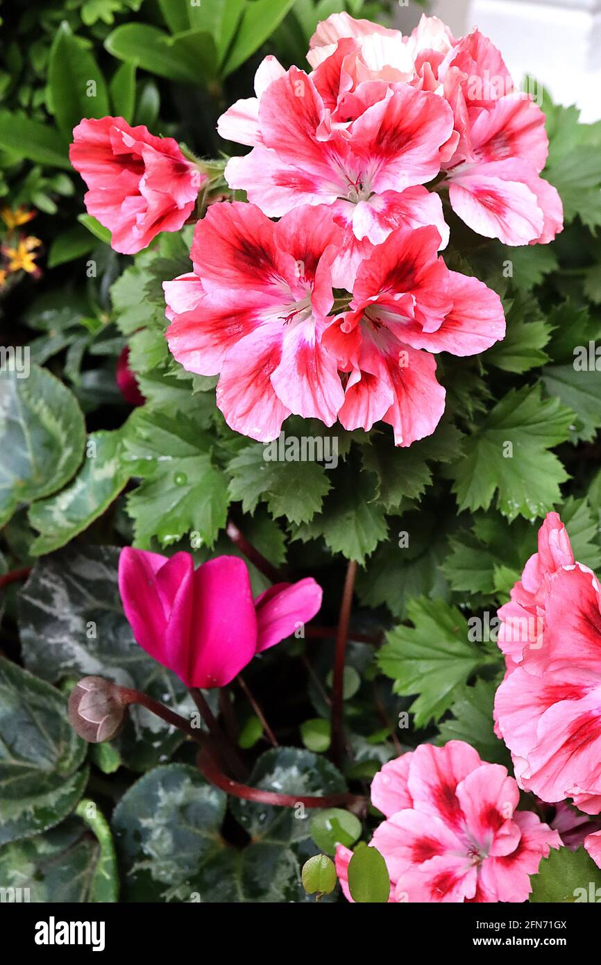 Pelargonium grandiflorum ‘Elegance Red Velvet’ Pelargonium Red Velvet – salmon pink flowers with pale pink and white margins,  May, England, UK Stock Photo