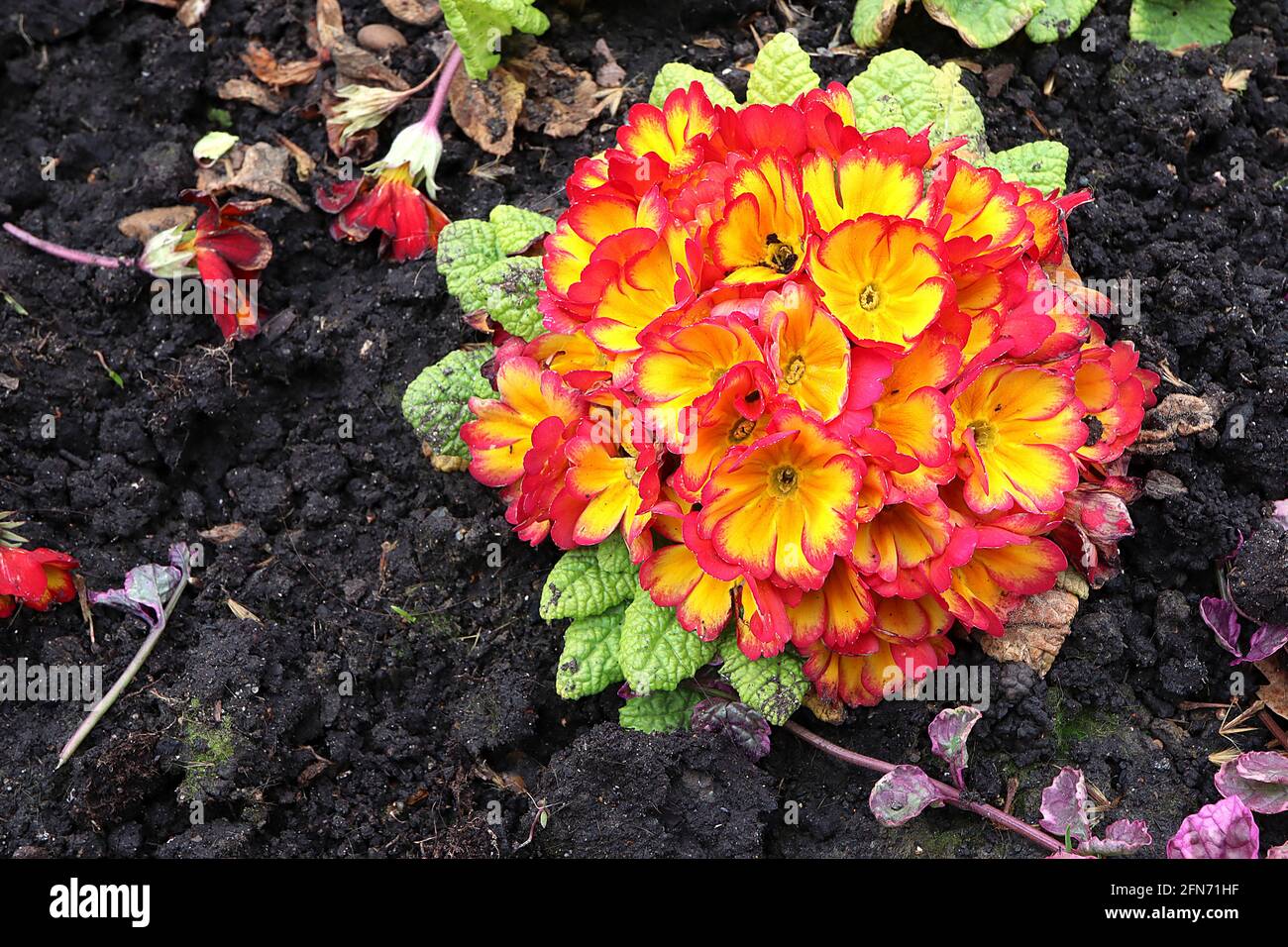 Primula polyanthus ‘Firecracker’ Primrose polyanthus Firecracker – cluster of yellow flowers with orange flare and red edges, May, England, UK Stock Photo