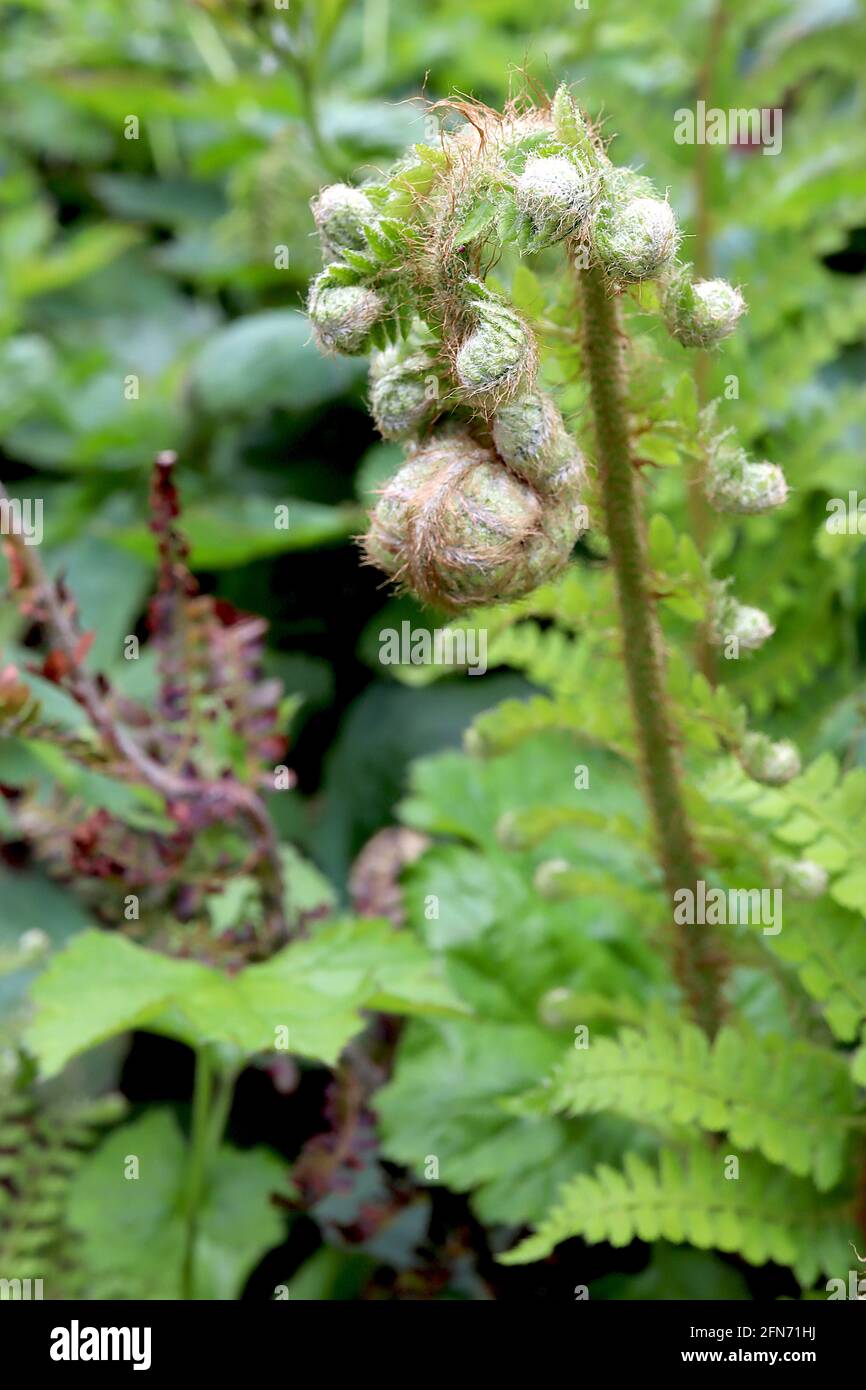 Polystichum setiferum ‘Herrenhausen’ soft shield fern Herrenhausen – multiple crozier along emerging fern,  May, England, UK Stock Photo