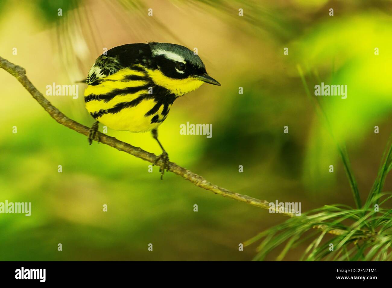 Magnolia warbler during spring migration Stock Photo - Alamy