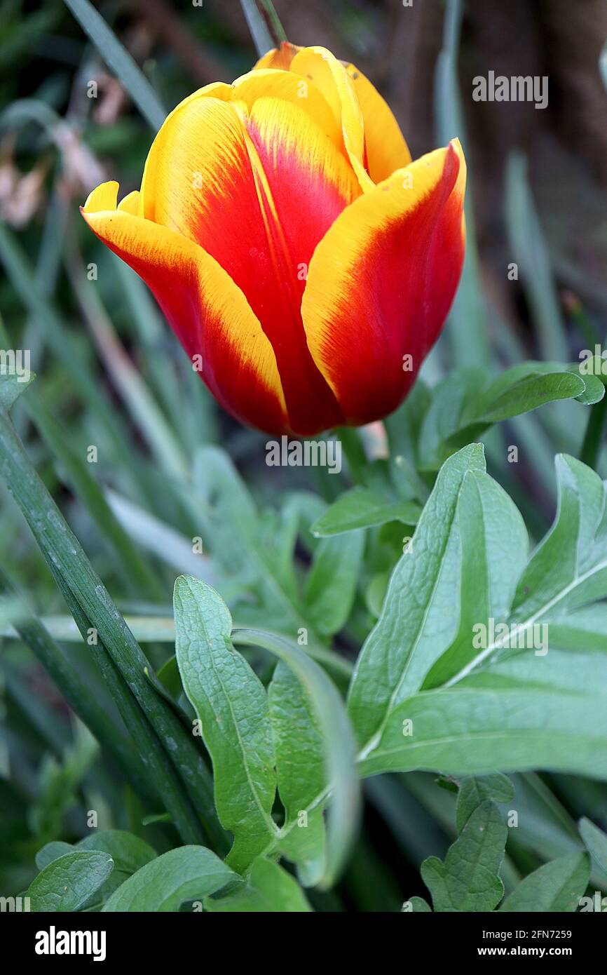 Tulipa ‘Reputation’  Triumph tulip 3 Reputation tulip – deep red flowers, wide yellow edges, purple stem,  May, England, UK Stock Photo