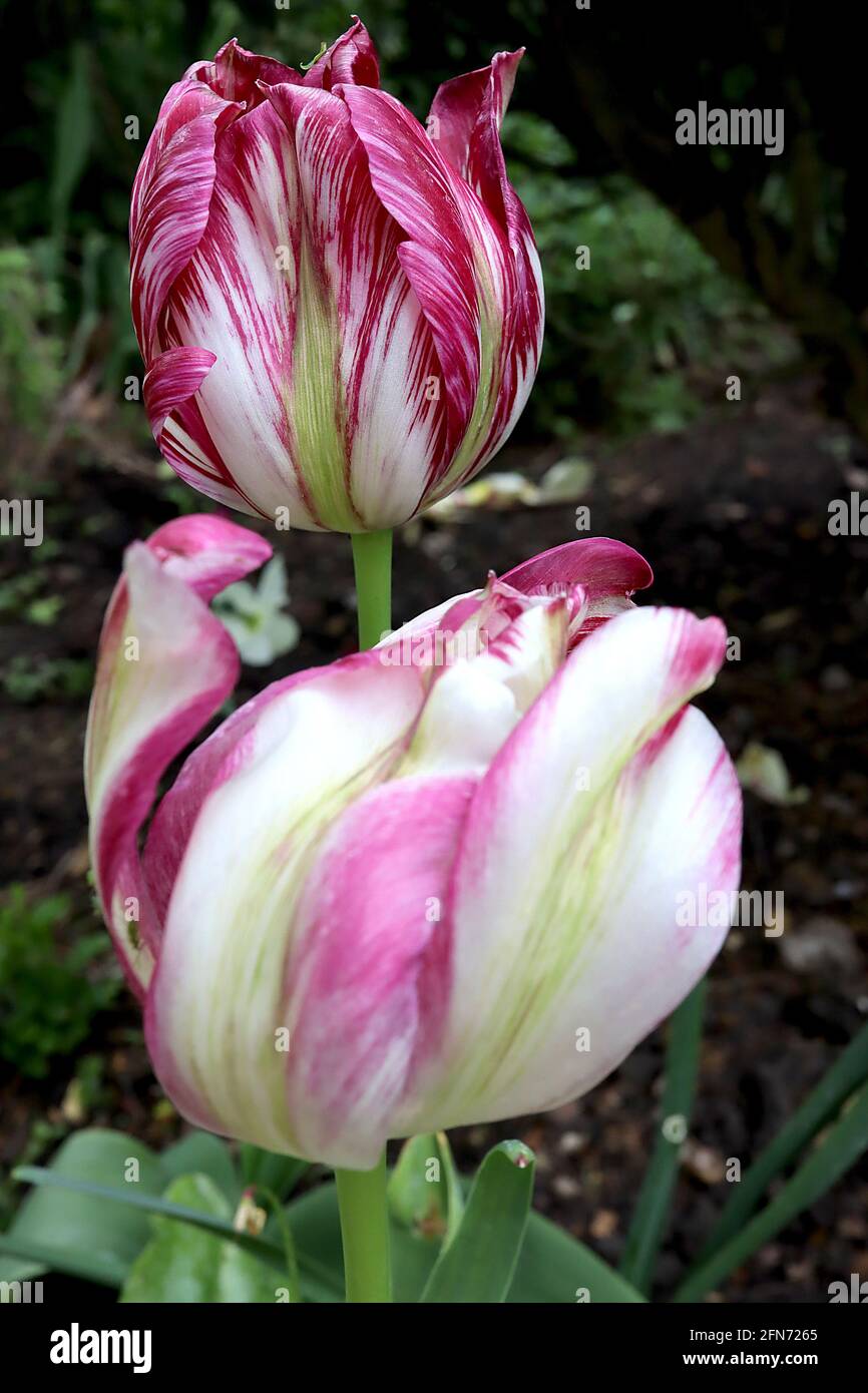 Tulipa / Tulip ‘Flaming Spring Green’  Viridiflora 8 White flowers with irregular dark and light streaks, pale green central stripe,  May, England, UK Stock Photo