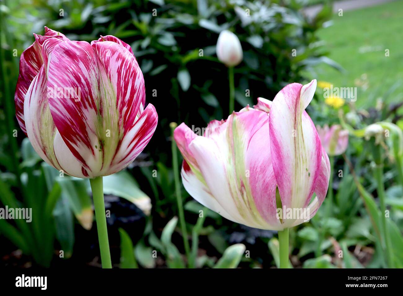 Tulipa / Tulip ‘Flaming Spring Green’  Viridiflora 8 White flowers with irregular dark and light streaks, pale green central stripe,  May, England, UK Stock Photo
