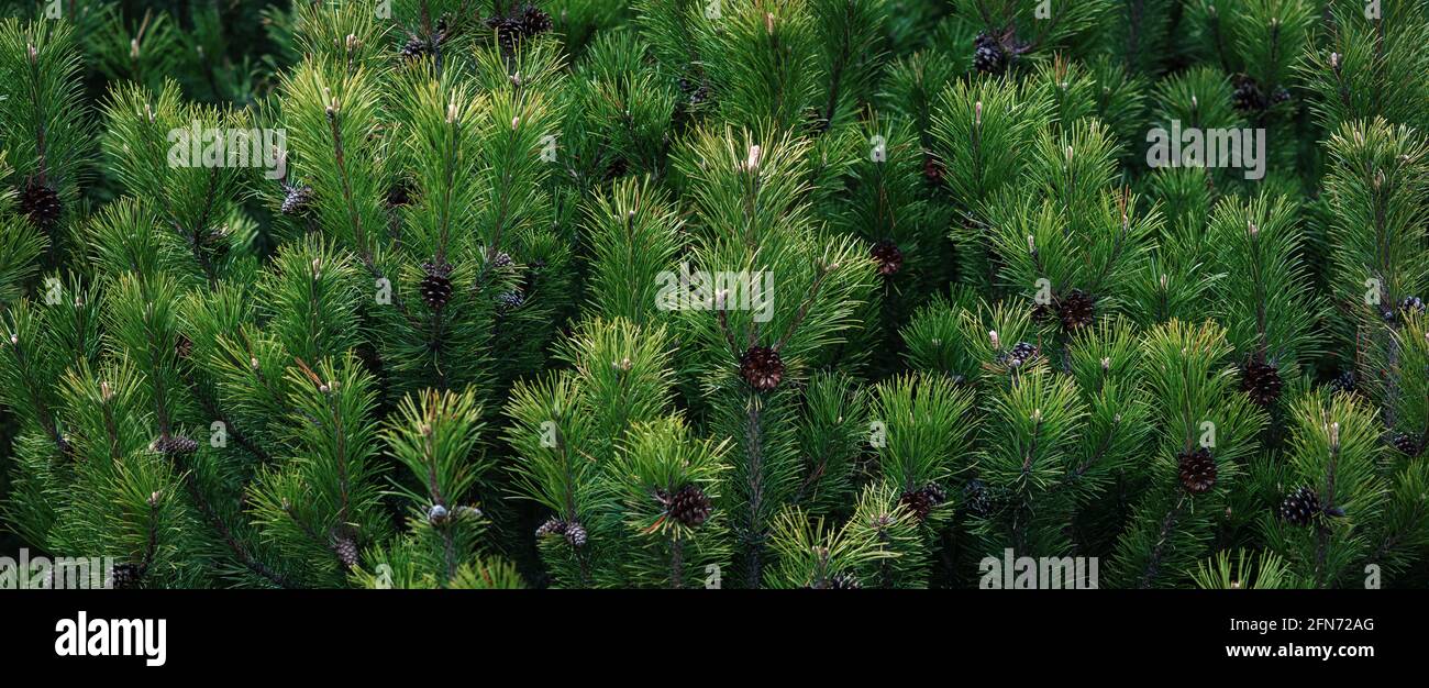 Dark green pine tree branches wide background, Scrub mountain pine closeup Stock Photo