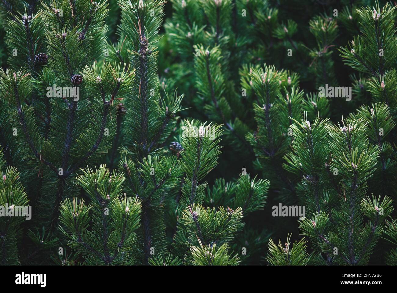 Shrub mountain pine tree - Pinus mugo, closeup Stock Photo
