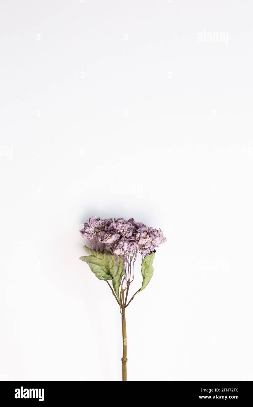 Dry purple hydrangea flower on white background. top view, copy space Stock Photo