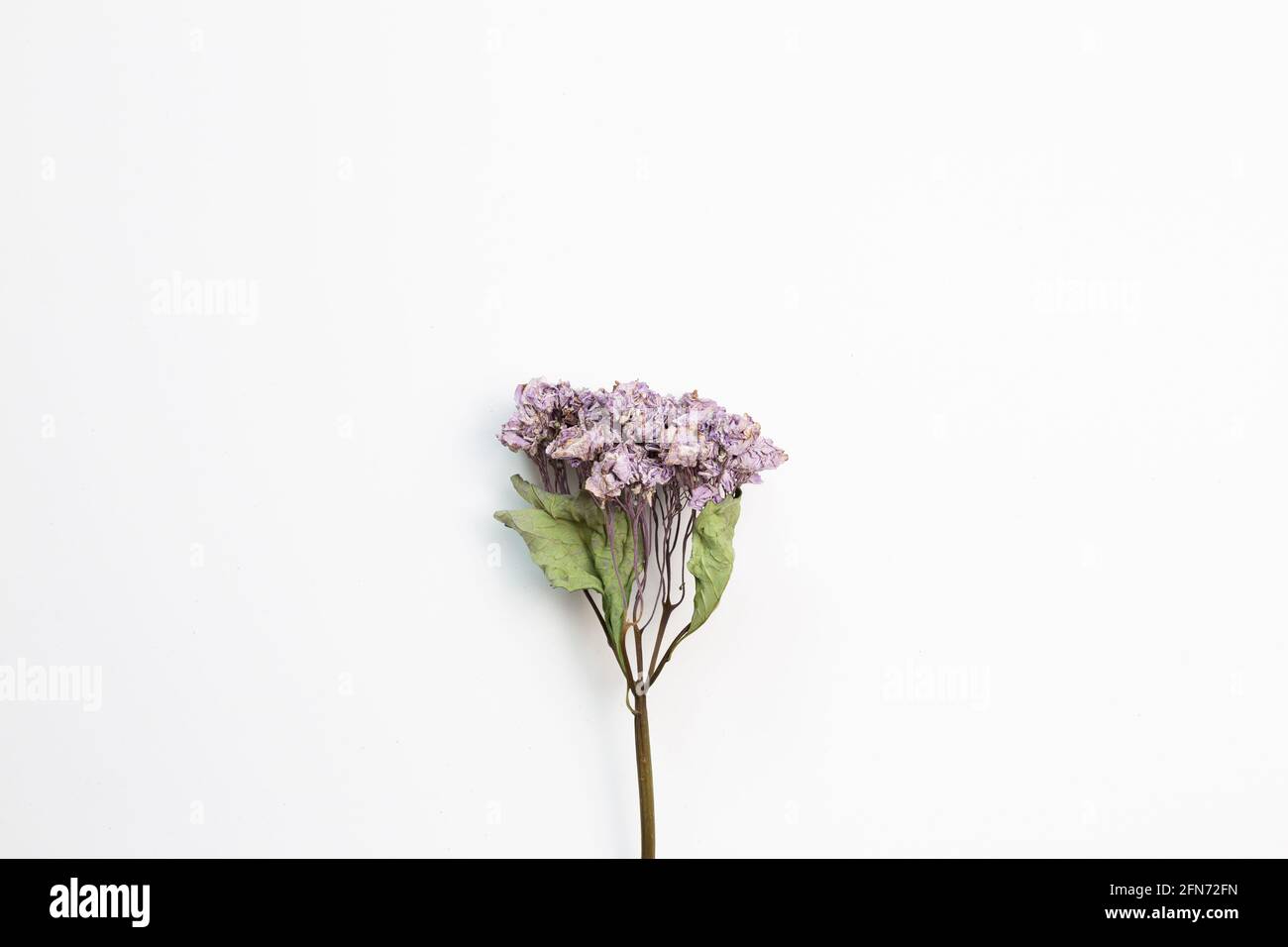 Dry purple hydrangea flower on white background. top view, copy space Stock Photo