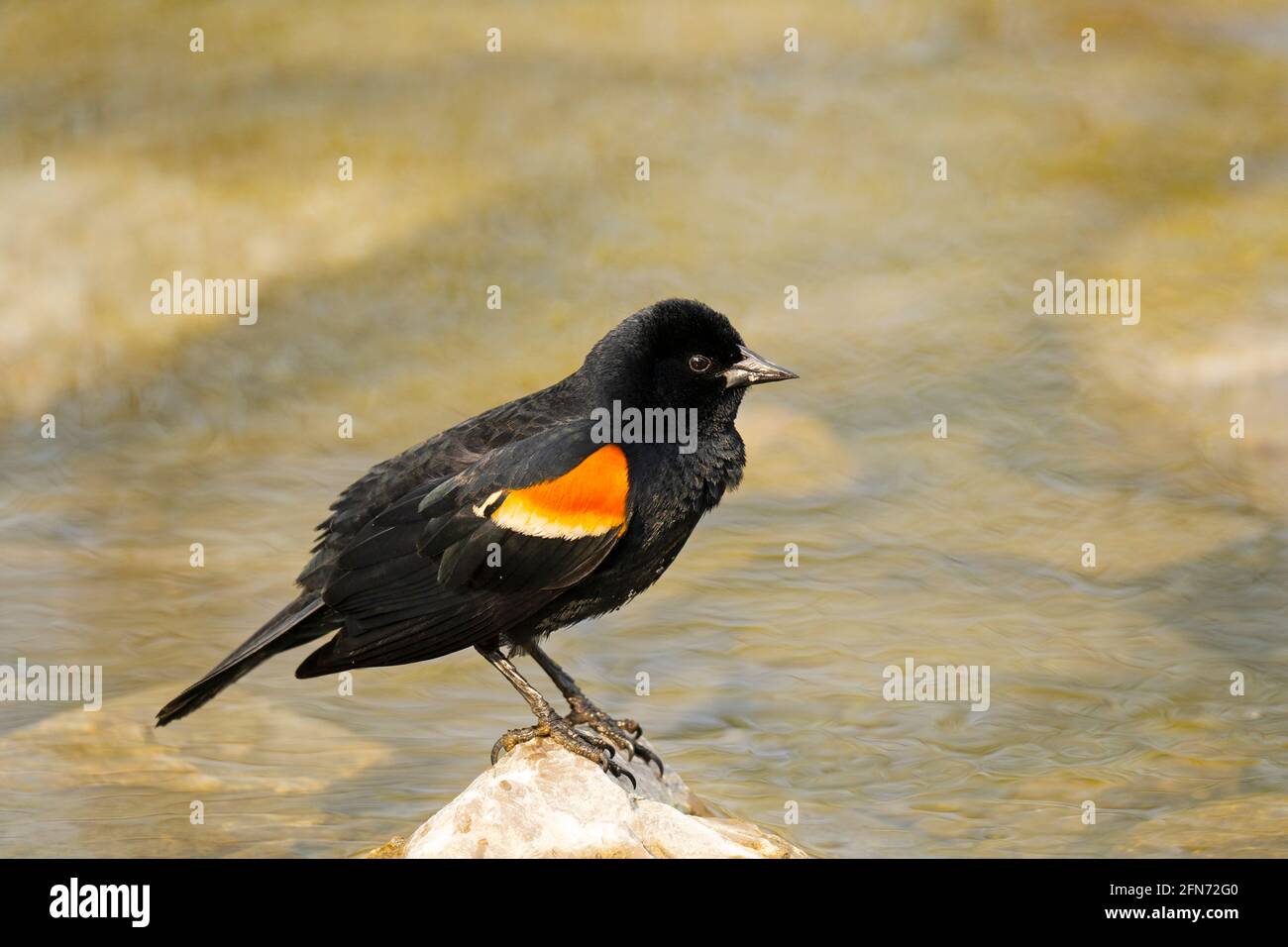 Red-winged Blackbird, (Agelaius phoeniceus),  Male, Bird, perched on  a Rock in a brook Stock Photo