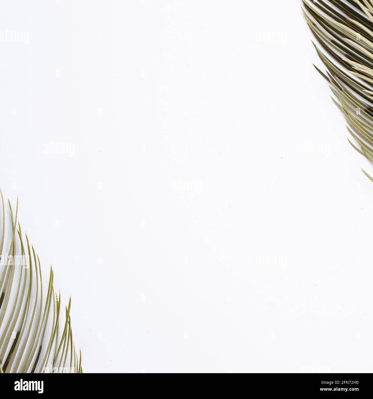Tropical Green leaf frame on white background. flat lay, top view, copy space Stock Photo