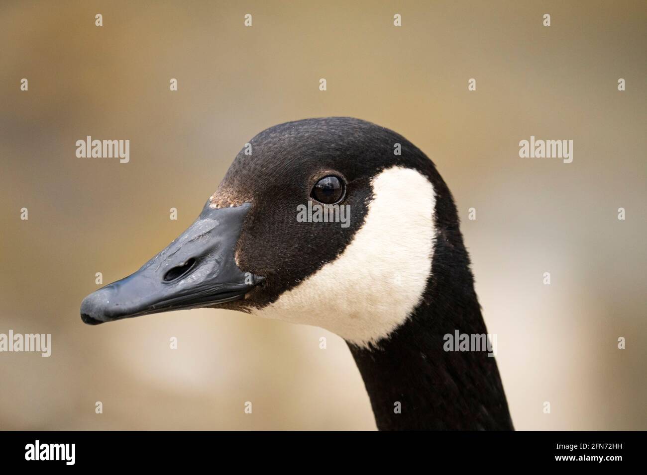 Canada Goose, Head, Close up Stock Photo
