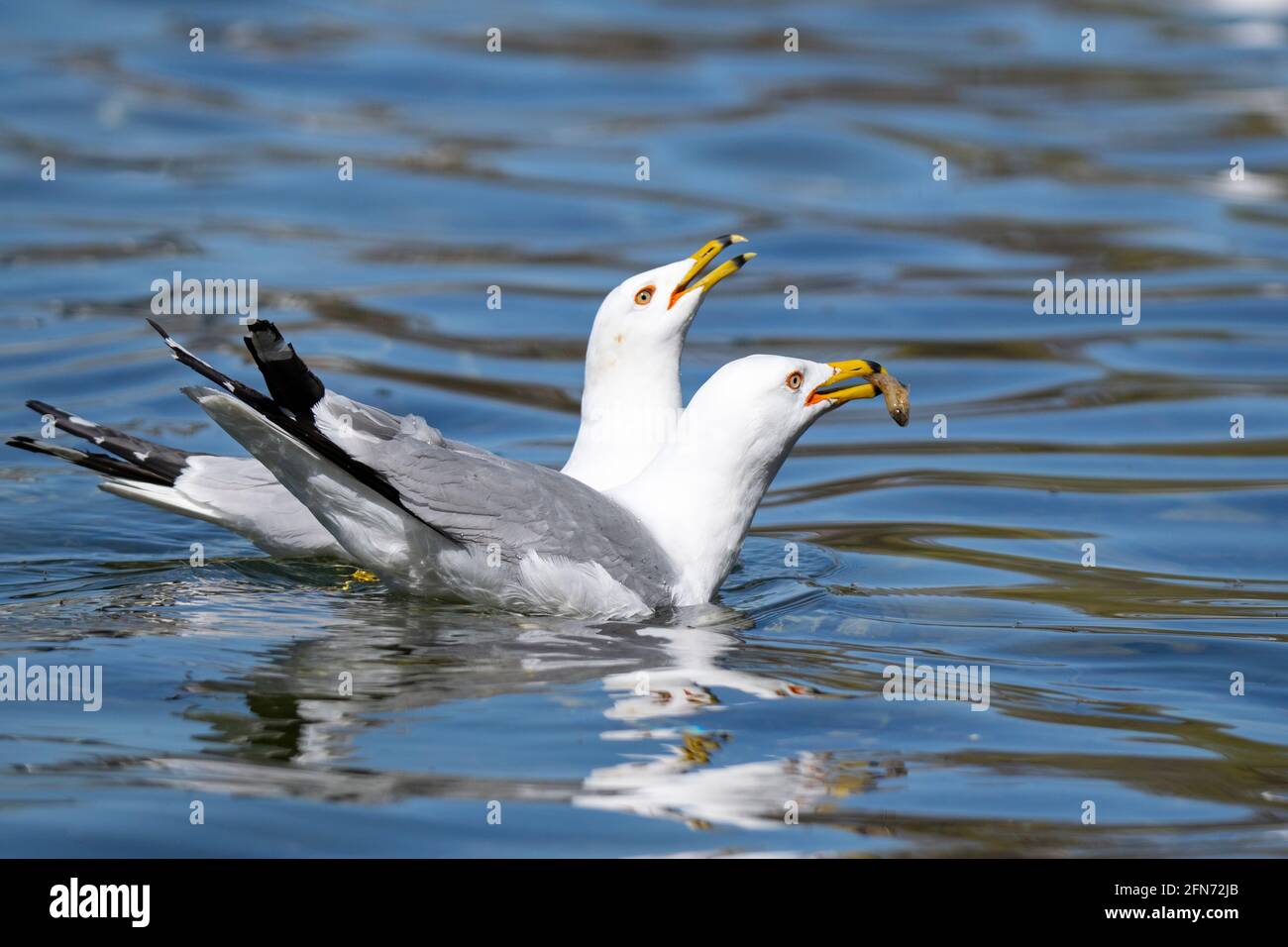 Ring-billed Gull, Pair of Seagulls, Birds, Common Gull, (Larus delawarensis), in Spring, Stock Photo
