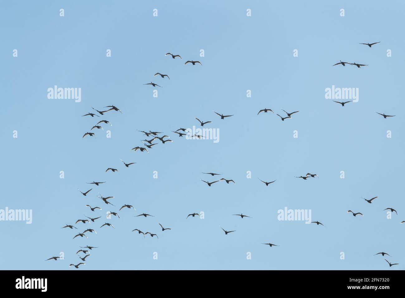 Large flock of geese seen in northern Canada during spring time. Canadian goose flocks in wildlife, natural outdoor environment. Migrating birds. Stock Photo