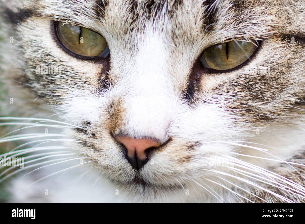 Closeup shot of a cat face Stock Photo - Alamy