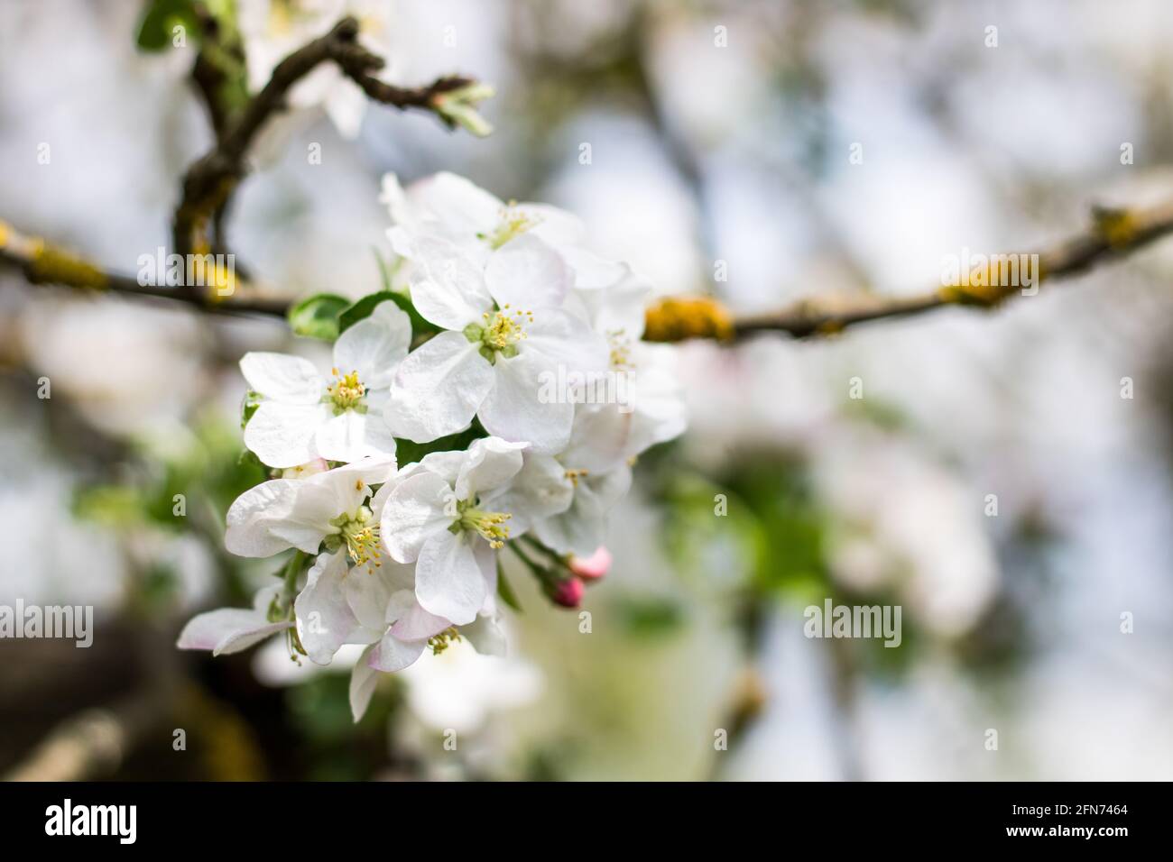 Beautiful shot cherry tree hi-res stock photography and images - Alamy