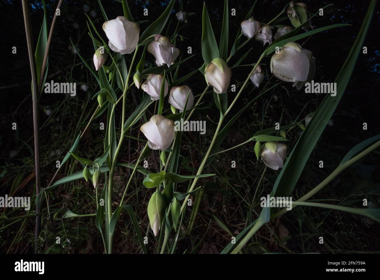 The white fairy lantern flower (Calochortus albus) a type of globe lily is native to California and can be found growing in the forests there. Stock Photo