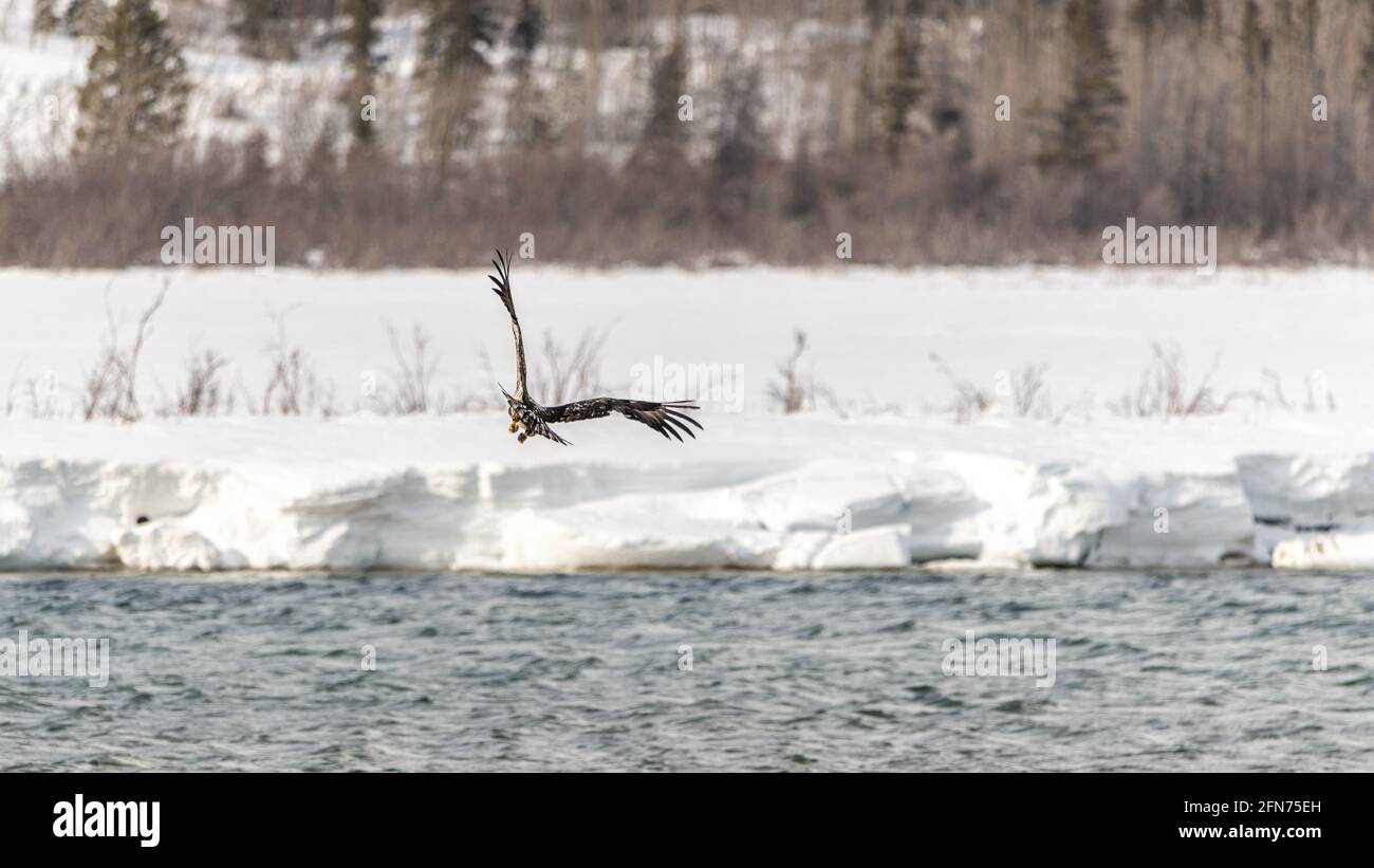 Young eaglet bald eagle learning to fly above a river in northern Canada with snow and ice early spring background and stunning patterns of brown. Stock Photo