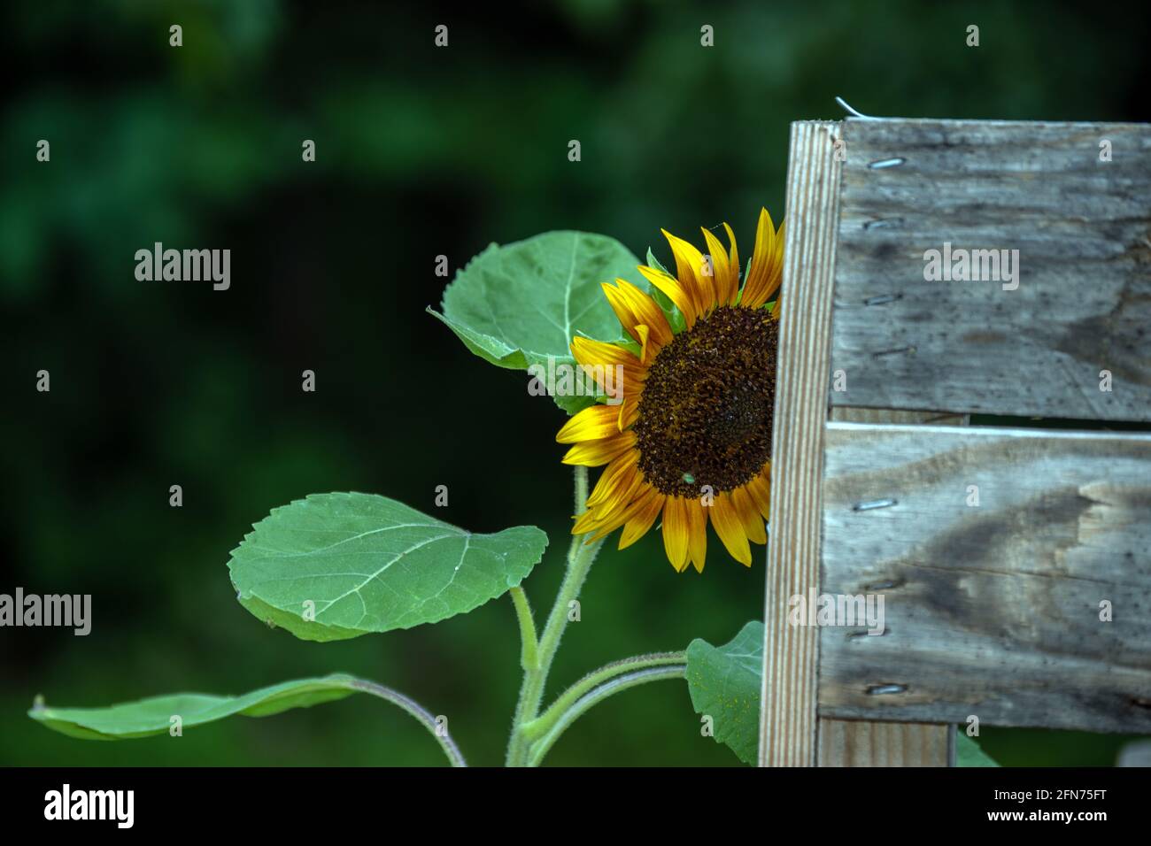 Sunflower garden fence hi-res stock photography and images - Alamy