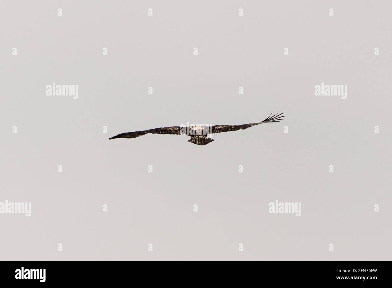 A young eaglet flying with blue sky background, bald eagle young in flight. Taken in northern Canada during spring time. Behind, back end view of bird Stock Photo