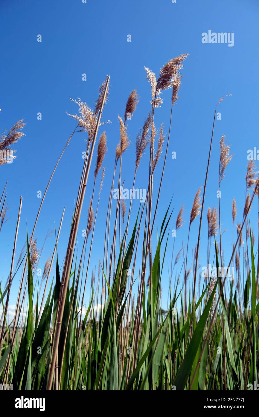 Common reed (Pharagmites australis) growing along a mid-Atlantic region ...