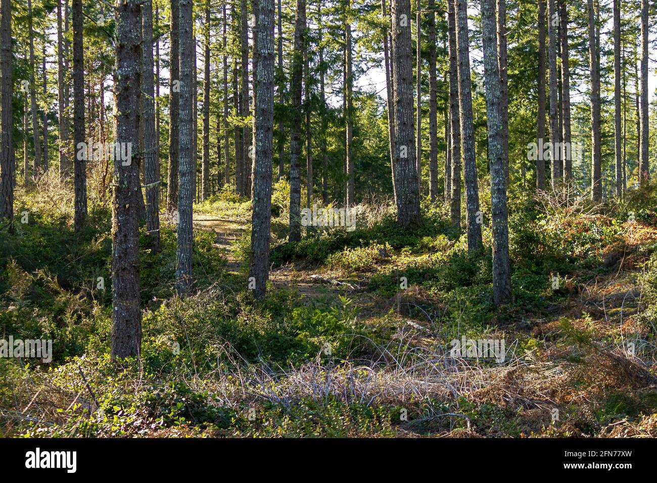 wide dirt path leading through a bright sunny forest Stock Photo