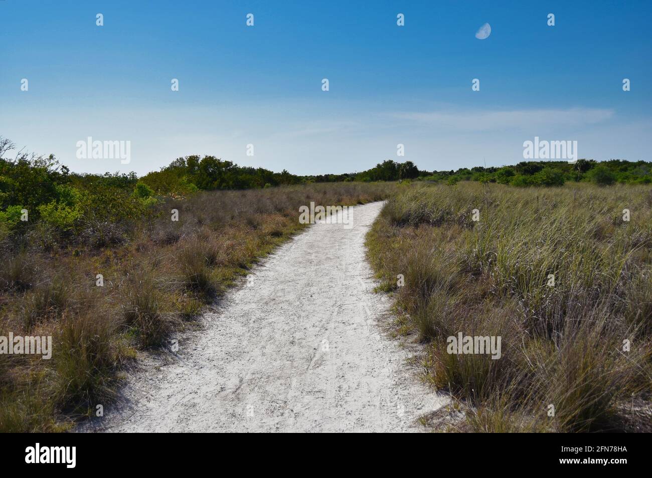 Beautiful beachside nature trail daytime moon in the blue sky at Honeymoon State Park, near Tampa, Florida. Stock Photo