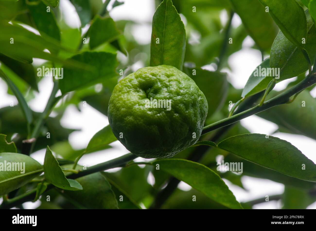 lime plantation high resolution stock photography and images alamy