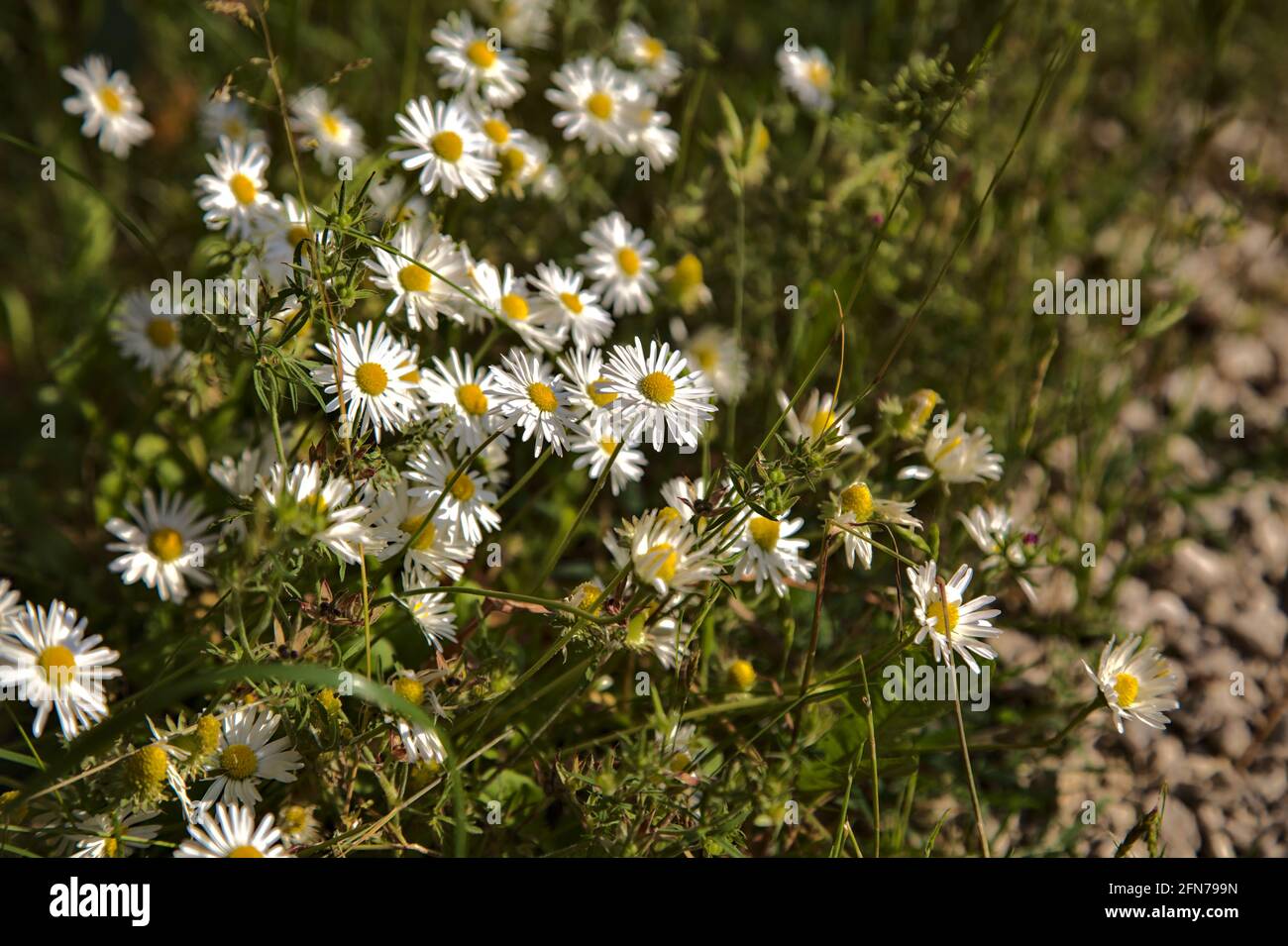 Daisies in bloom seen up close Stock Photo Alamy