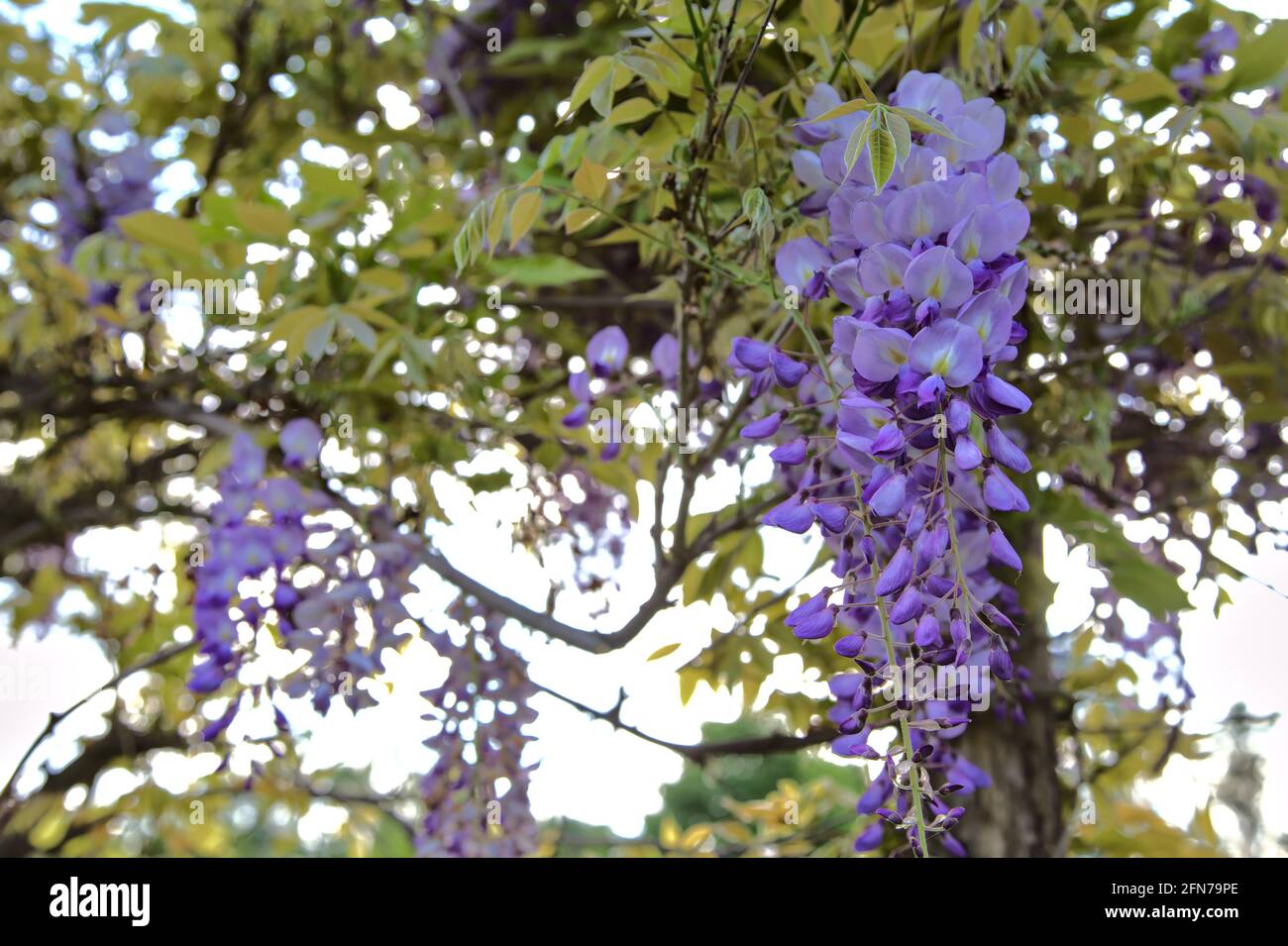 Wisteria in bloom seen up close Stock Photo Alamy